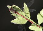 Damselfly - a large red - Richard Worth (Beginners).jpeg